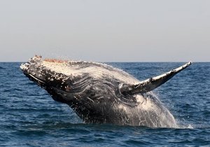 5 Animals you might meet in Gansbaai