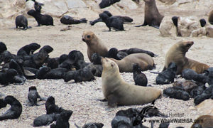 Marine Big 5: Cape Fur Seals