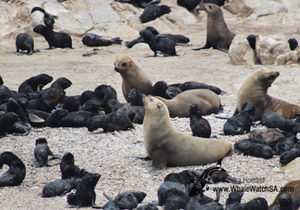 Marine Big 5: Cape Fur Seals