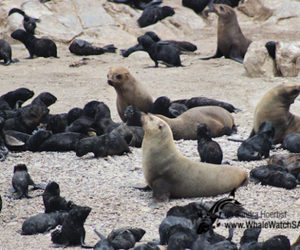 Marine Big 5: Cape Fur Seals