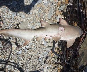 Washed up Ragged-tooth Shark