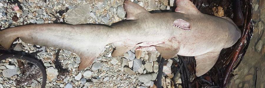 15936361_10154921367672520_6416403637647349844_o