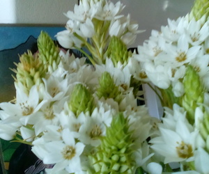 Epifanie: Fees van lig en sien en openbaar en raaksien