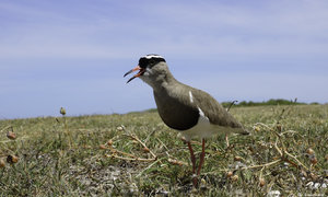 Bredasdorp through the eyes of Locals