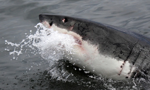 Great White Shark Cage Diving - 23 January 2017