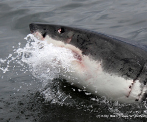 Great White Shark Cage Diving - 23 January 2017
