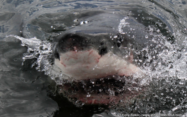 20170123_SF_Trip1_KBaker_IMG_23