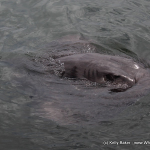 20170123_SF_Trip1_KBaker_IMG_56