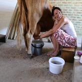 Join me for the morning milking.