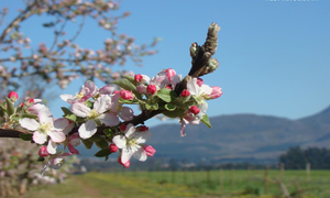 Villiersdorp through the eyes of Locals
