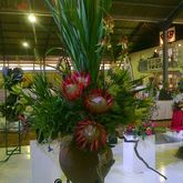 Cape Floral Kingdom Expo