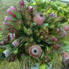 Cape Floral Kingdom Expo 2