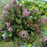 Cape Floral Kingdom Expo 2