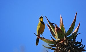 Swellendam through the eyes of Locals