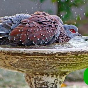 Annetjie Visagie se â€˜Duif wat badâ€™ in die oop-kategorie.