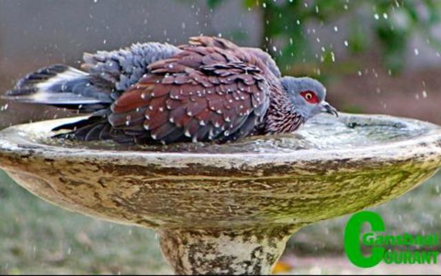 Annetjie Visagie se â€˜Duif wat badâ€™ in die oop-kategorie.