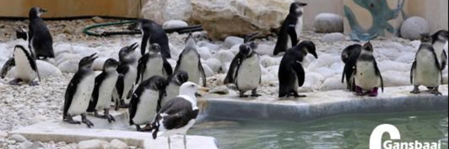 GansbaaiEveryBirdCounts