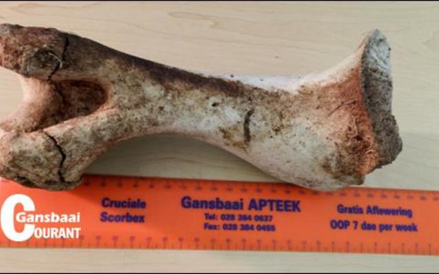 Die verweerde been wat deur Tex Ritter by die ou begraafplaas gekry is.