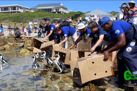 â€œThe releasing of African penguin chicks is always an emotional journey full of fluff and proud â€œparentalâ€ moments.â€ - Trudi Malan, African Penguin and Seabird Sanctuary.