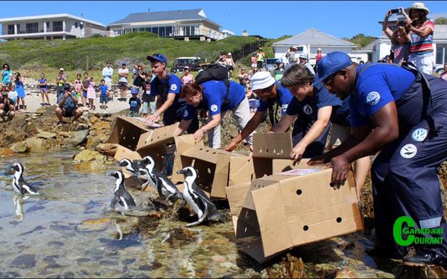 â€œThe releasing of African penguin chicks is always an emotional journey full of fluff and proud â€œparentalâ€ moments.â€ - Trudi Malan, African Penguin and Seabird Sanctuary.