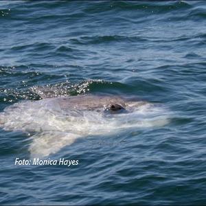 Dit was â€™n groot verrassing om die sonvis of mola-mola te sien.  Foto: Monica Hayes