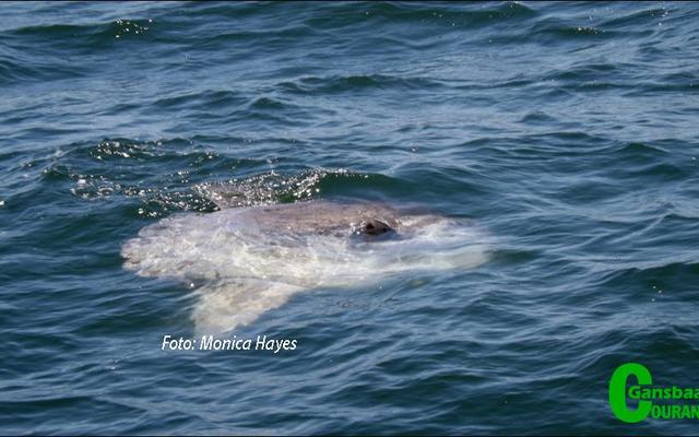 Dit was â€™n groot verrassing om die sonvis of mola-mola te sien.  Foto: Monica Hayes