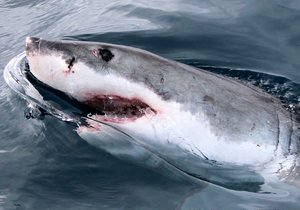 Give a Gift That Keeps On Giving