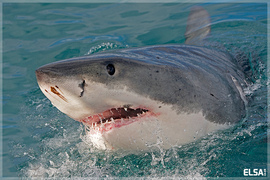  New software will standardise data collection for Great White Sharks