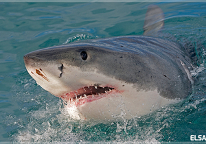  New software will standardise data collection for Great White Sharks