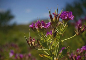 5 Things to keep an eye out for in the Kogelberg Nature Reserve