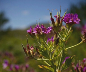 5 Things to keep an eye out for in the Kogelberg Nature Reserve