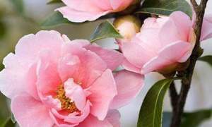 NG Gemeente Gansbaai Vrouediens