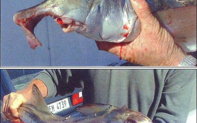 GansbaaiSeedingeEienaardigeVis