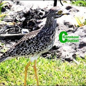 â€˜n Trotse me Dikkoppie wat weet haar twee eiers in die parkeerarea van die Overstrandse Munisipale Hof is veilig nadat die area spesiaal vir haar afgebaken is.