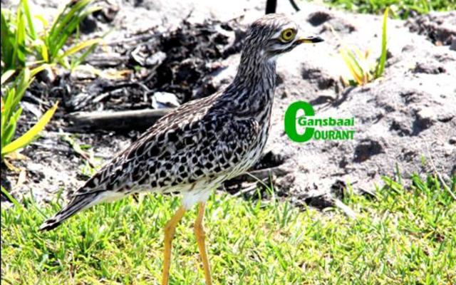 â€˜n Trotse me Dikkoppie wat weet haar twee eiers in die parkeerarea van die Overstrandse Munisipale Hof is veilig nadat die area spesiaal vir haar afgebaken is.