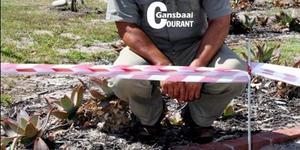 Dean Gardiner, Omgewingsbeampte, Overstrand munisipaliteit, sit hier in die parkeerarea van die Overstrandse Munisipale Hof by die dikkoppie en haar twee eiers (op die voorgrond), wat nou â€˜n afgebakende area met verkeerslint is, sodat sy ongestoord haar eiers kan uitbroei.