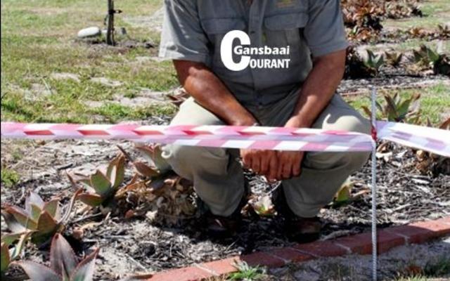 Dean Gardiner, Omgewingsbeampte, Overstrand munisipaliteit, sit hier in die parkeerarea van die Overstrandse Munisipale Hof by die dikkoppie en haar twee eiers (op die voorgrond), wat nou â€˜n afgebakende area met verkeerslint is, sodat sy ongestoord haar eiers kan uitbroei.