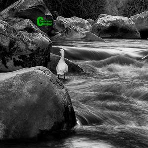 â€˜n Uitstekende foto van lopende water wat deur Robert Johnson geneem is.  Hy het ure-lank halflyf in die water gestaan vir die regte oomblik. 