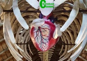 Suzie gets a brand new heart