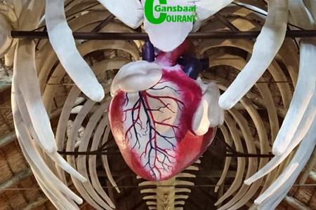  Lachlan Matthews, an artist, was employed by the Great White House to paint the vascular system on Suzieâ€™s new heart which was created by the taxidermist, Piet Pretorius. 