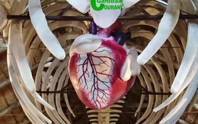  Lachlan Matthews, an artist, was employed by the Great White House to paint the vascular system on Suzieâ€™s new heart which was created by the taxidermist, Piet Pretorius. 