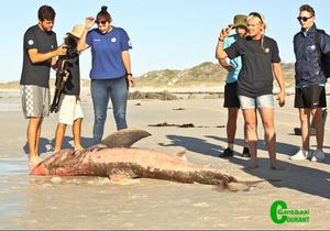 Deceased Great White Shark found