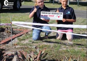 Dikkoppies word onder vlerk geneem