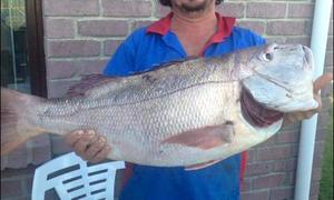 Rooisteenbras en geelstert rekords spat in die Suidlig kompetisie