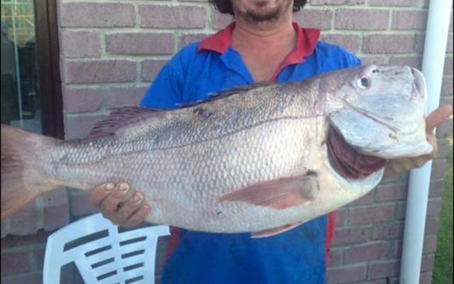 Piet Wessels het goeie rede om so breed te glimlag. Sy yslike rooisteenbras van 14kg is â€˜n nuwe rooisteenbras-rekord. 