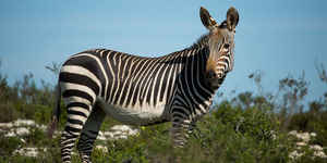 De_Hoop_Animals_and_Surrounds_13