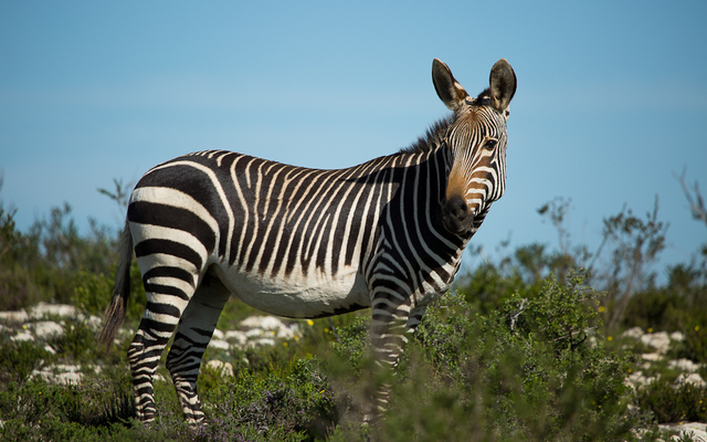 De_Hoop_Animals_and_Surrounds_13