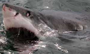 Shark Diving Gansbaai - 04 March 2017