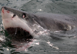 Shark Diving Gansbaai - 04 March 2017