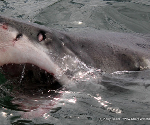Shark Diving Gansbaai - 04 March 2017